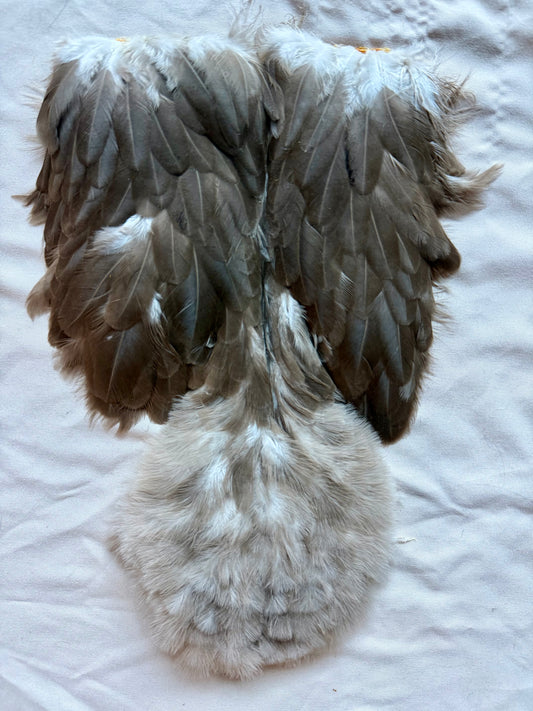 Whiting Brahma Hen SH/Chickabou #1 Natural Dun 523-SH-E-L