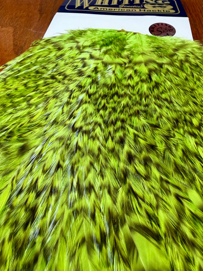 Whiting American Hackle Silver Grade Saddle Grizzly Dyed Chartreuse 569-SH-E-L