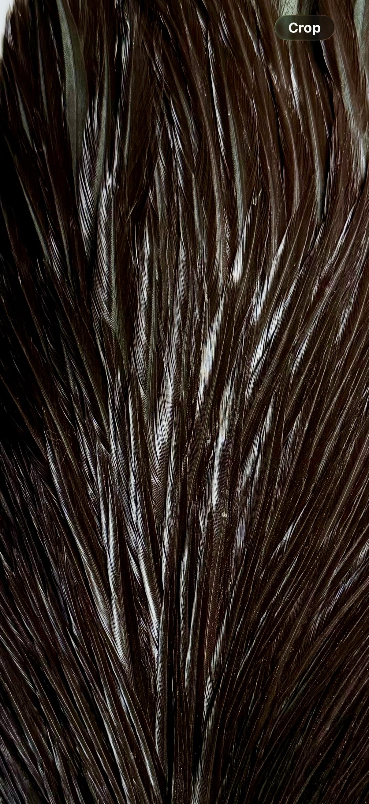 Bobs Hackle Farm #2 Rooster Cape Black 666-SH-E-L