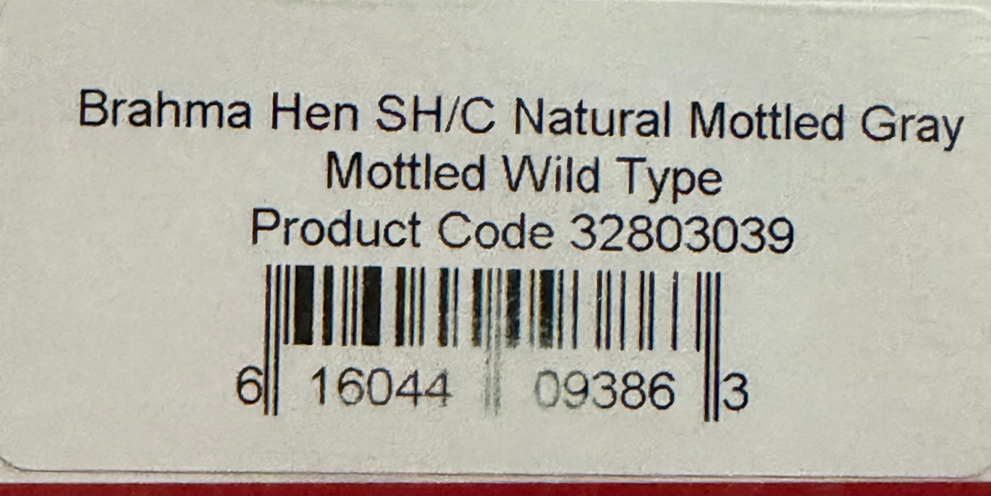 Whiting Farms Soft Hackle Brahma Hen Chickabou Pelt Natural Mottled Gray Wild Type 210-SH-E-L