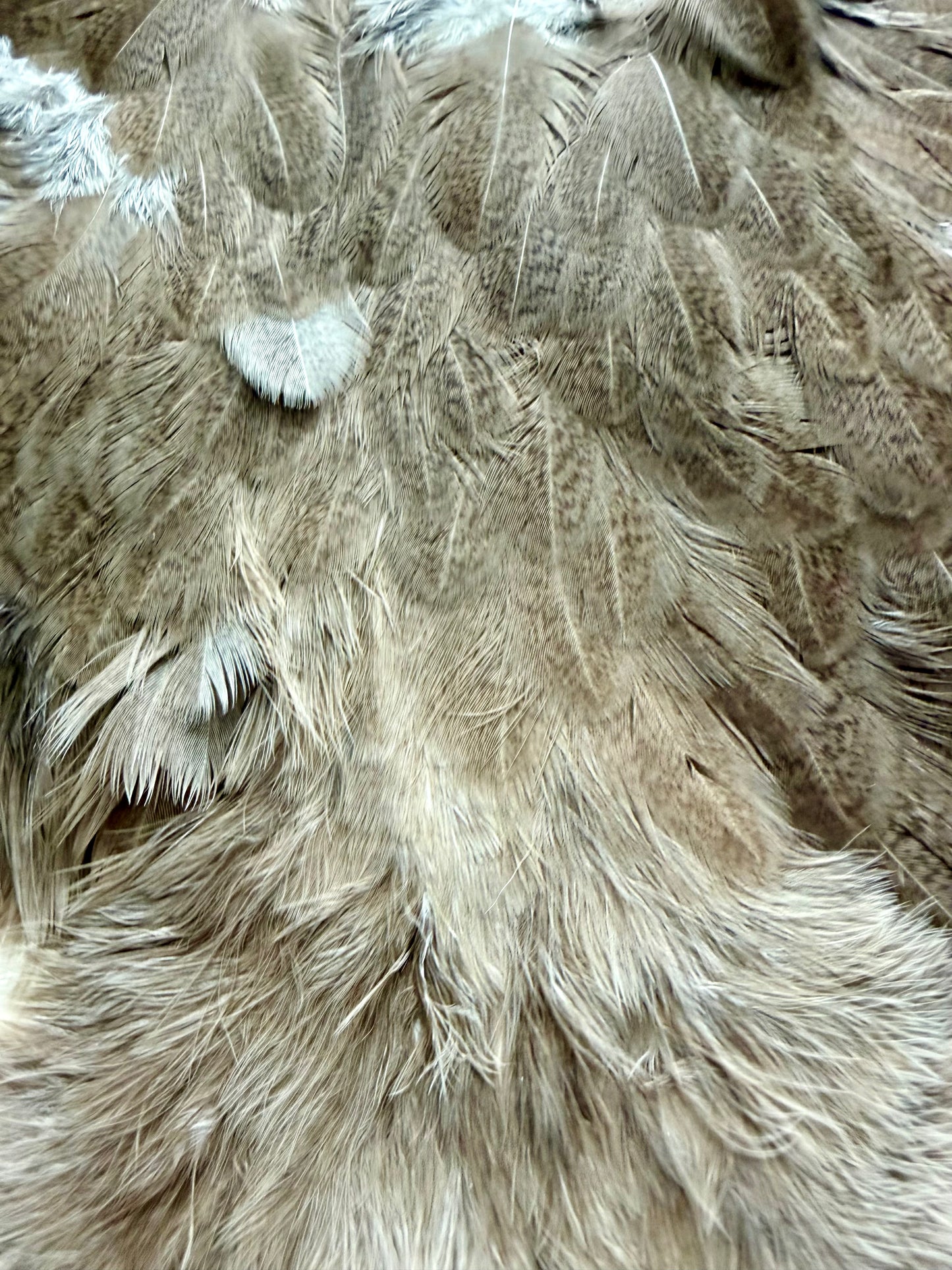 Whiting Brahma Hen Soft Hackle/Chickabou: Mottled White dyed Dark Brown 375-SH-E-L