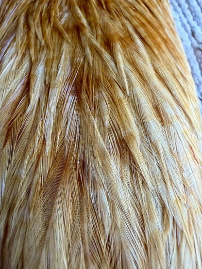 Half Cape Brown, Cape Light Ginger (set of 2) 854-SH-E-L