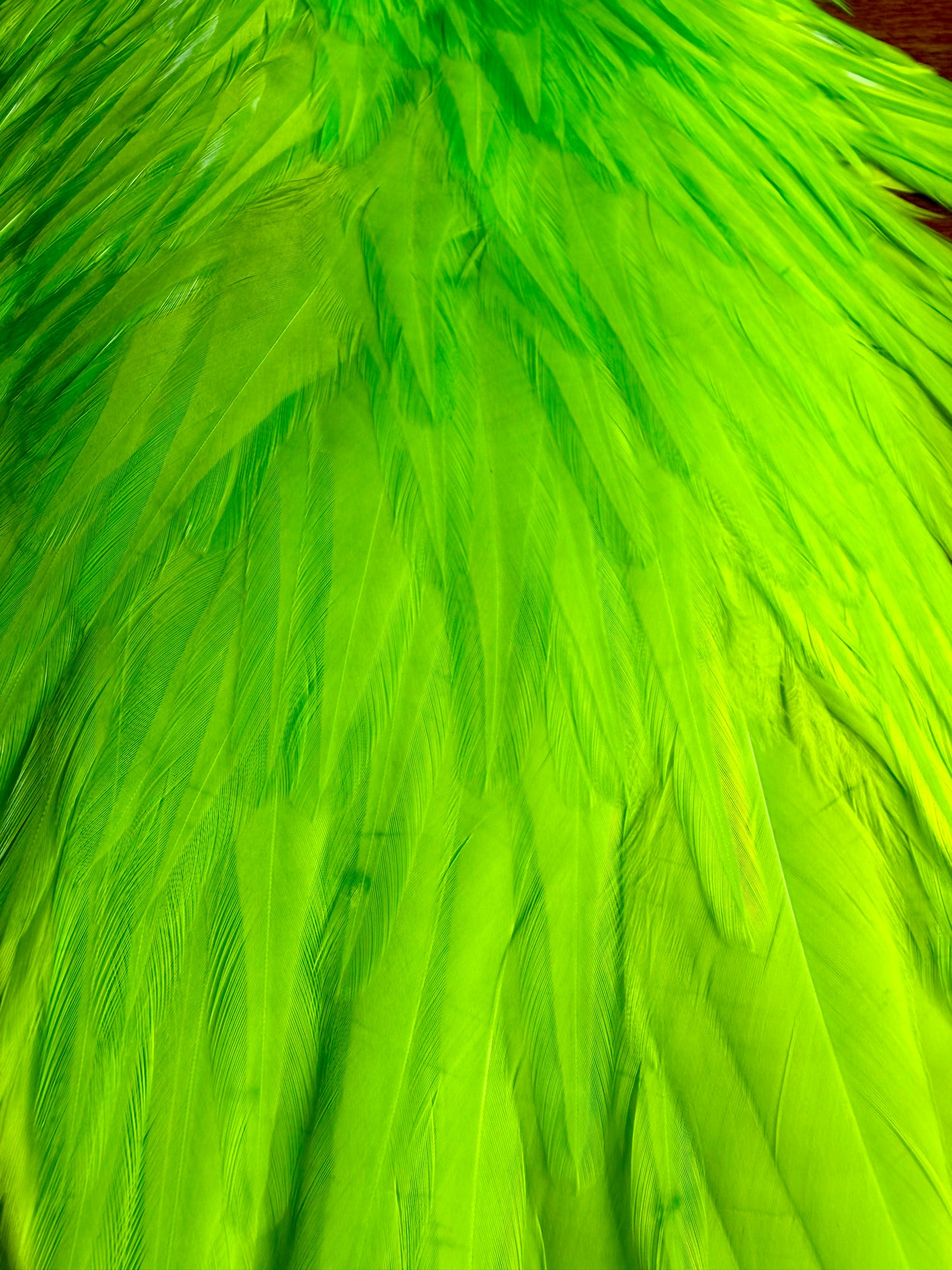 Whiting American Hackle Saddle White Dyed Fluo Green Chartreuse 741-SH-E-L