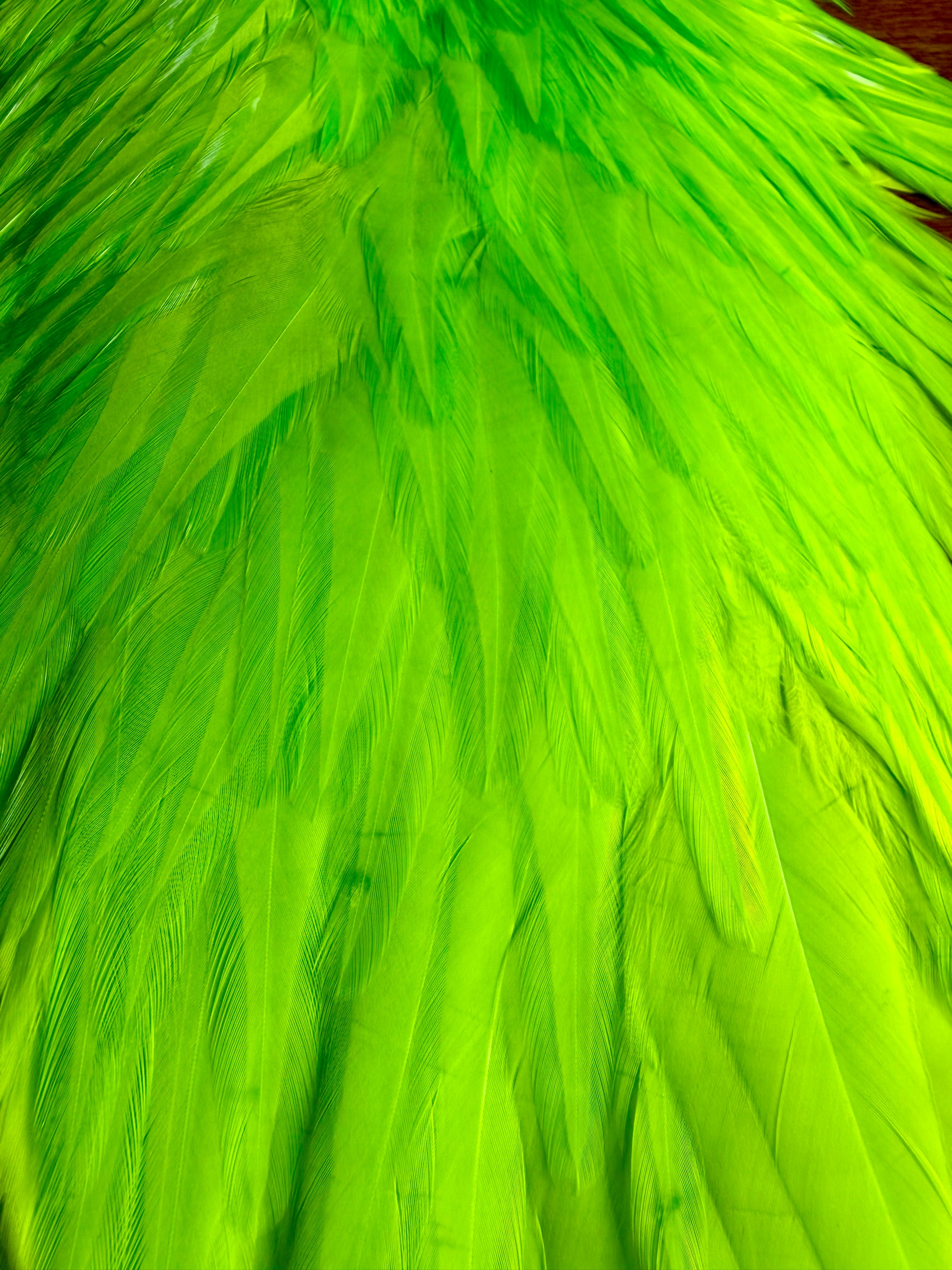 Whiting American Hackle Saddle White Dyed Fluo Green Chartreuse 741-SH-E-L