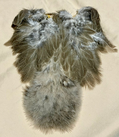 Whiting Farms Soft Hackle Brahma Hen Chickabou Pelt Natural Mottled Gray Wild Type 213-SH-E-L