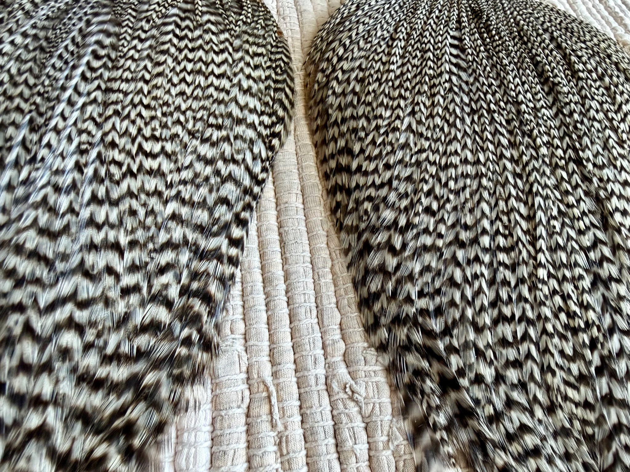 Grizzly Cape Pair (2pack)  851-SH-E-L