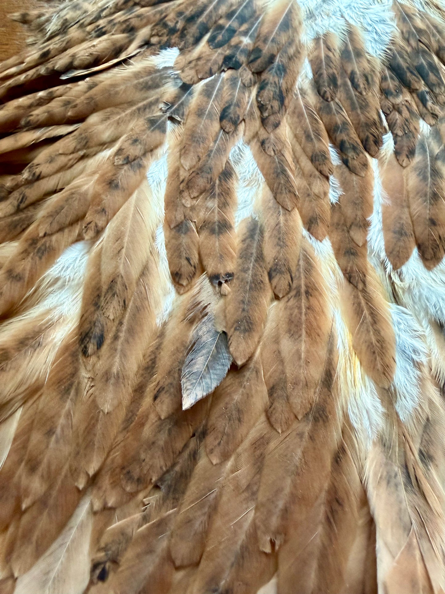 Whiting Farms Hen Saddle Brown 352-SH-E-L