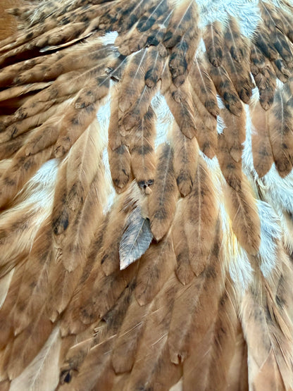 Whiting Farms Hen Saddle Brown 352-SH-E-L