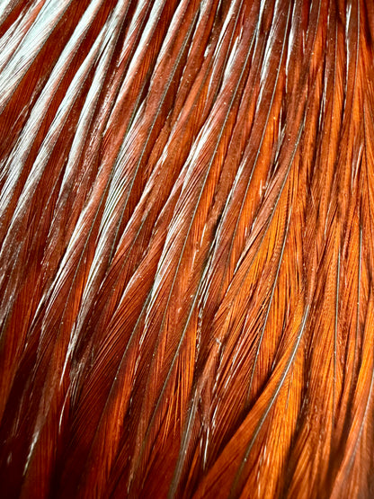 Whiting Gold Grade Rooster Cape Coachman Brown 620-SH-E-L