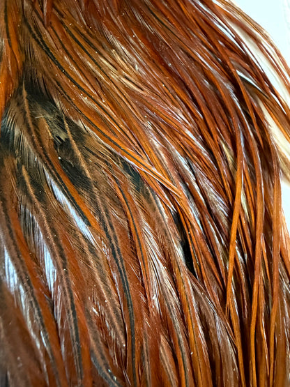Collins Hackle Farm Brown Saddle 815-SH-E-L