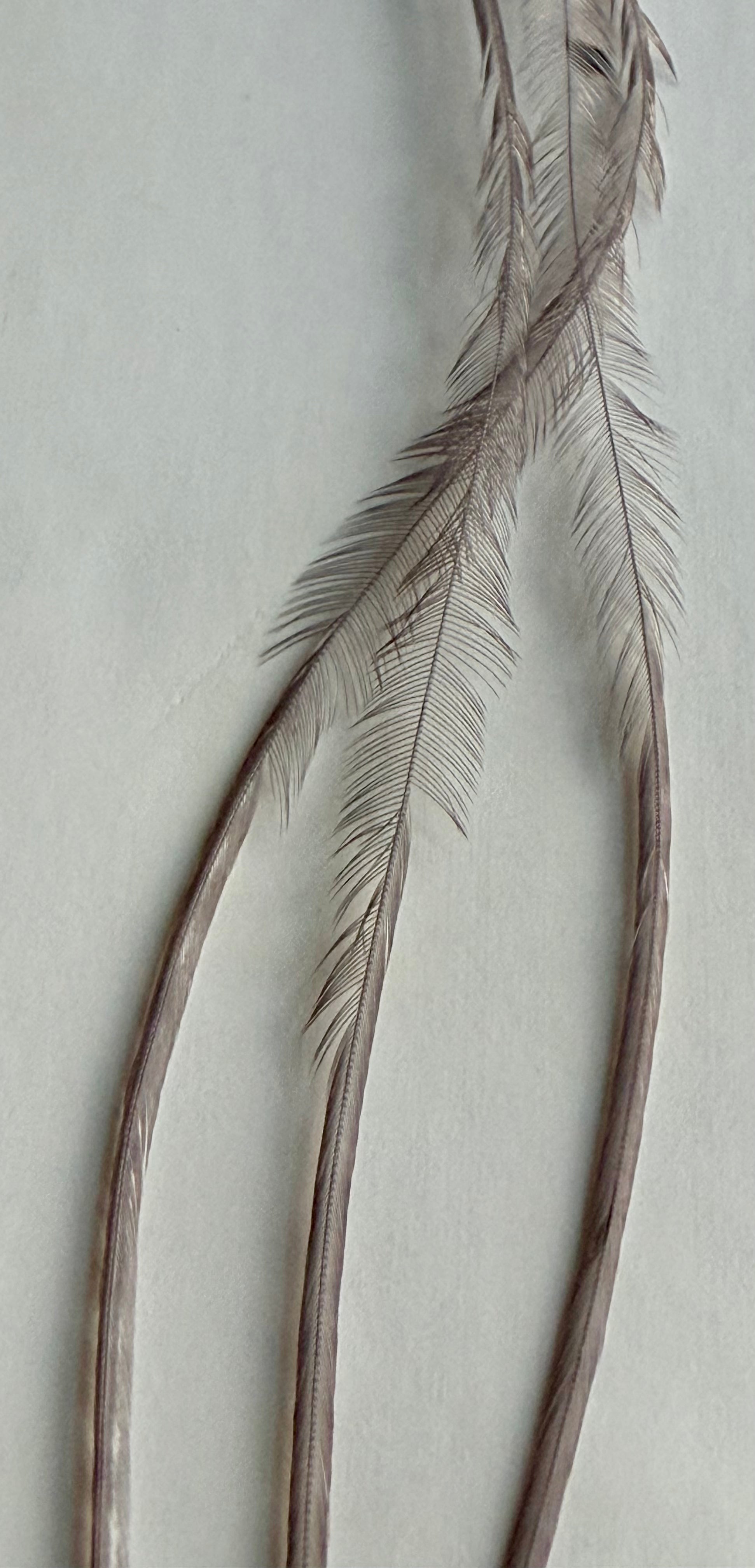 Whiting Dry Fly Hackle 100’s Size 24 Medium Dyed Dun 827-SH-E-L