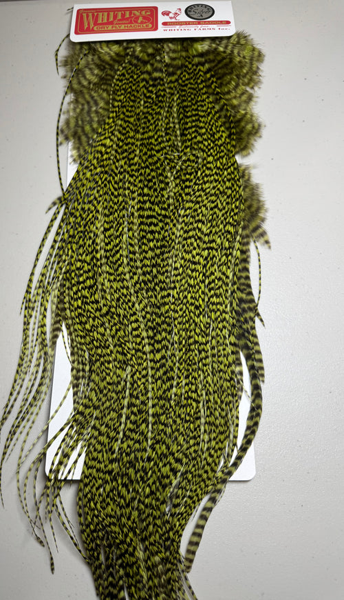 Whiting Farms SILVER Grade Saddle Hackle: GRIZZLY DYED OLIVE 091