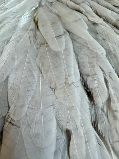 Whiting Silver Hen Saddle Light Dyed Dun 627-SH-E-L