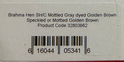 Whiting Farms Soft Hackle Brahma Hen Chickabou Pelt Mottled Gray dyed Golden Brown Speckled 212-SH-E-L