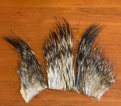 Peccary/Javelina
