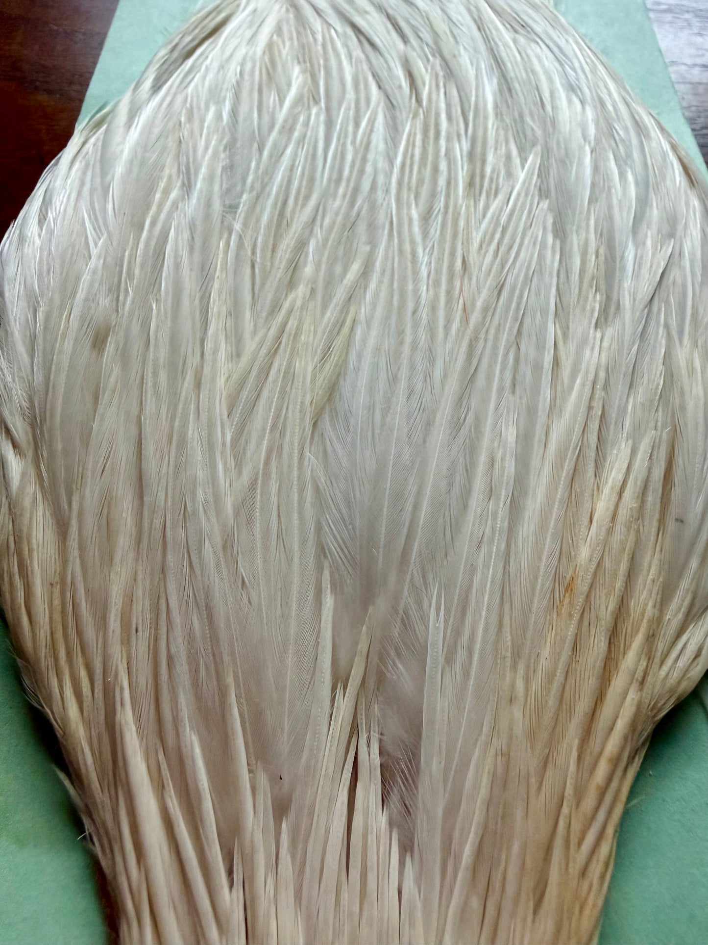 Shannon’s Fancy Hackle Grade 1 Cape White 531-SH-E-L