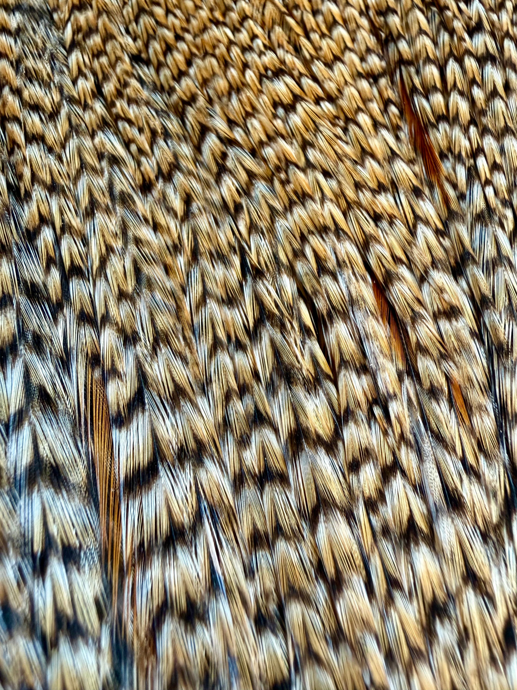 Root River Hackle Grade #1 Cree Cape 693-SH-E-L