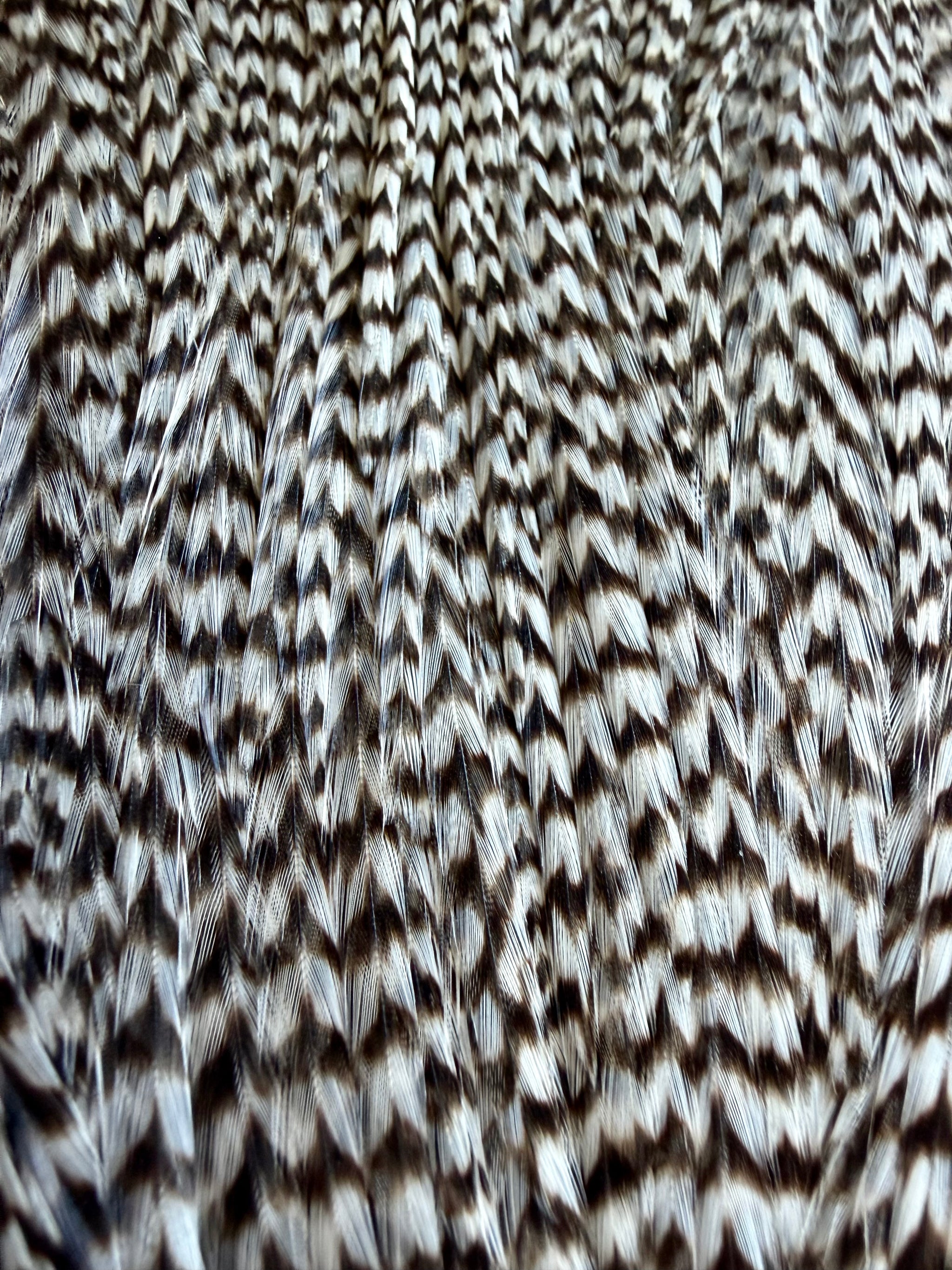 Grizzly Cape 852-SH-E-L
