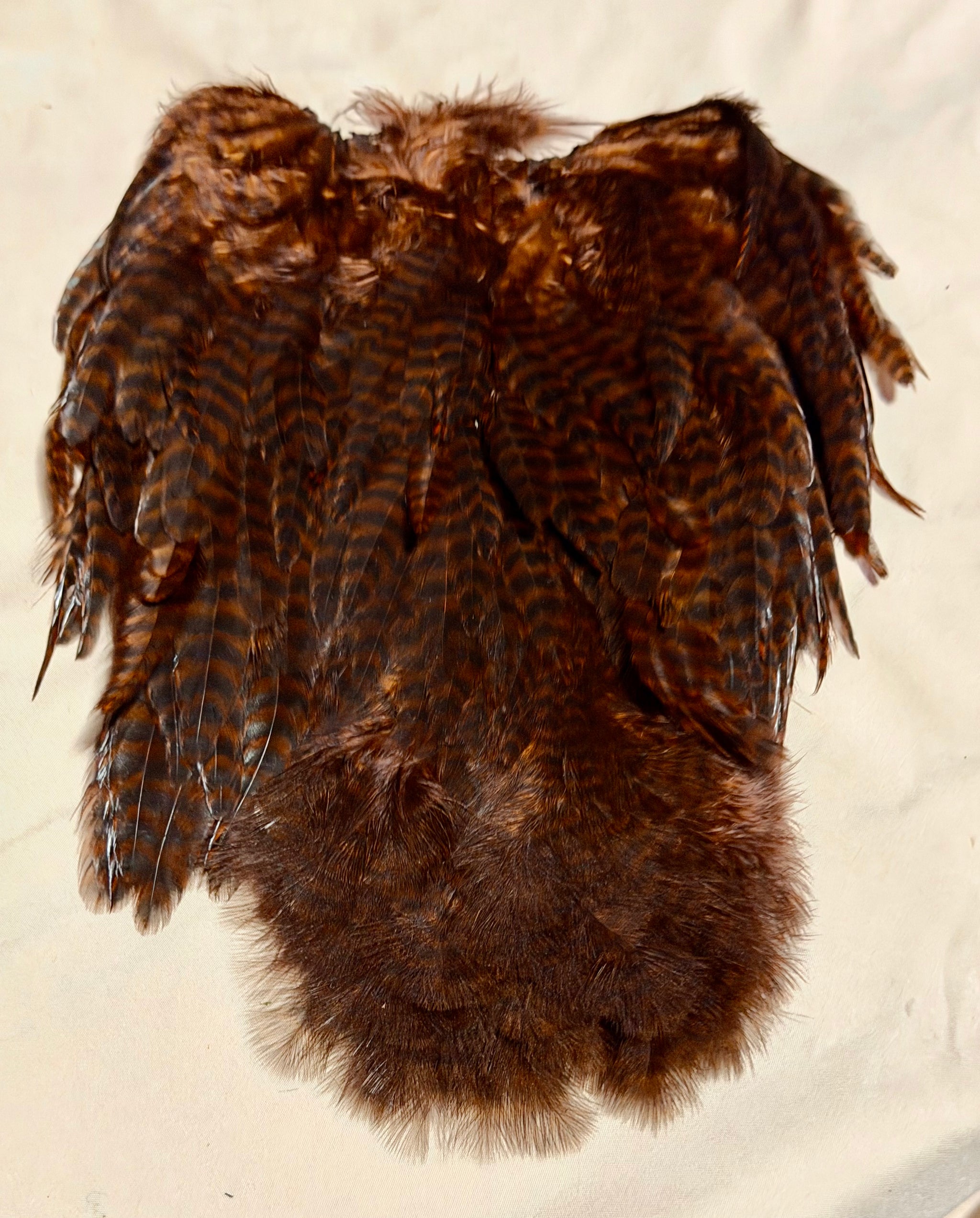 Whiting Farms Soft Hackle Brahma Hen Chickabou Pelt Grizzly dyed Coachman Brown 208-SH-E-L