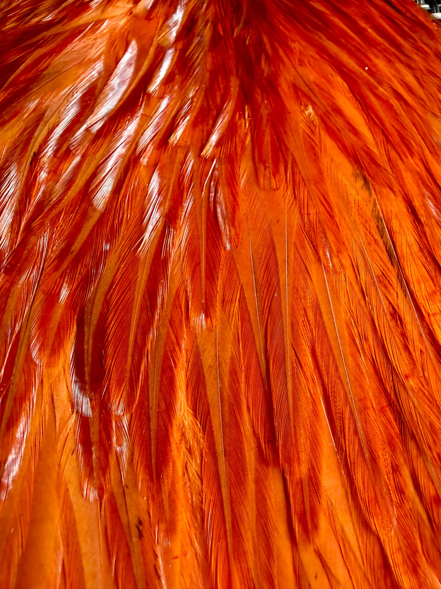 Whiting American Hackle Saddle White Dyed Burnt Orange 743-SH-E-L