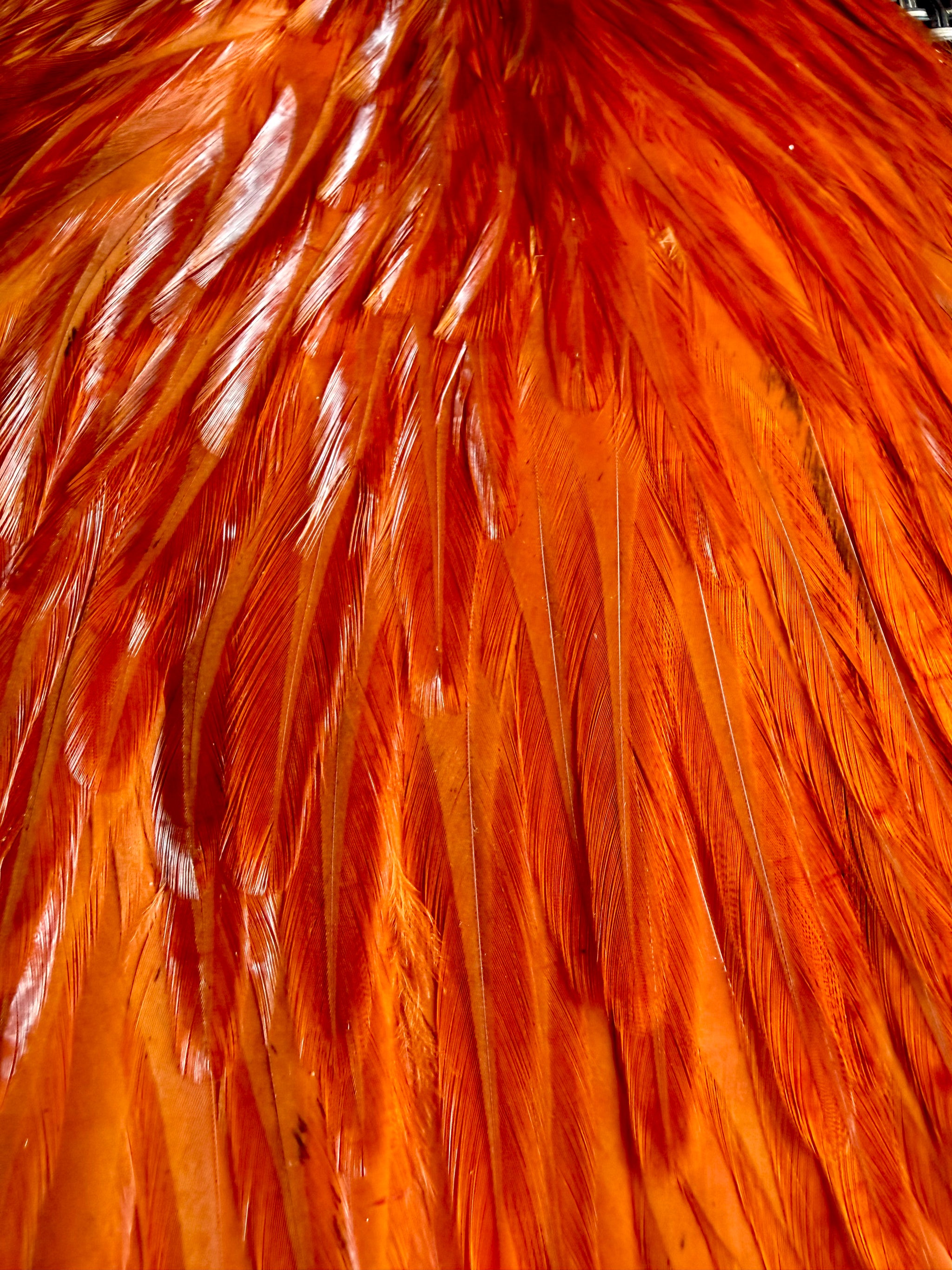 Whiting American Hackle Saddle White Dyed Burnt Orange 743-SH-E-L