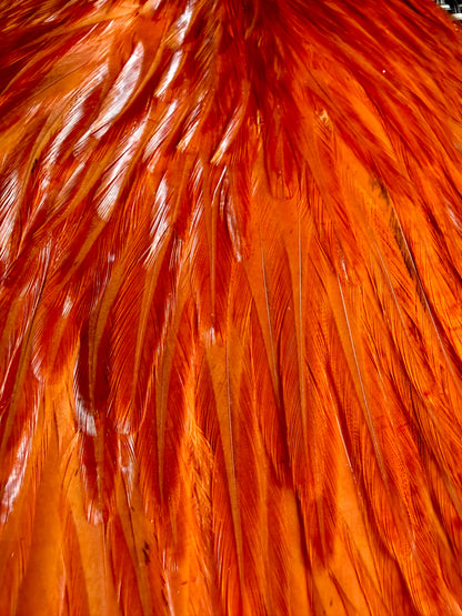 Whiting American Hackle Saddle White Dyed Burnt Orange 743-SH-E-L