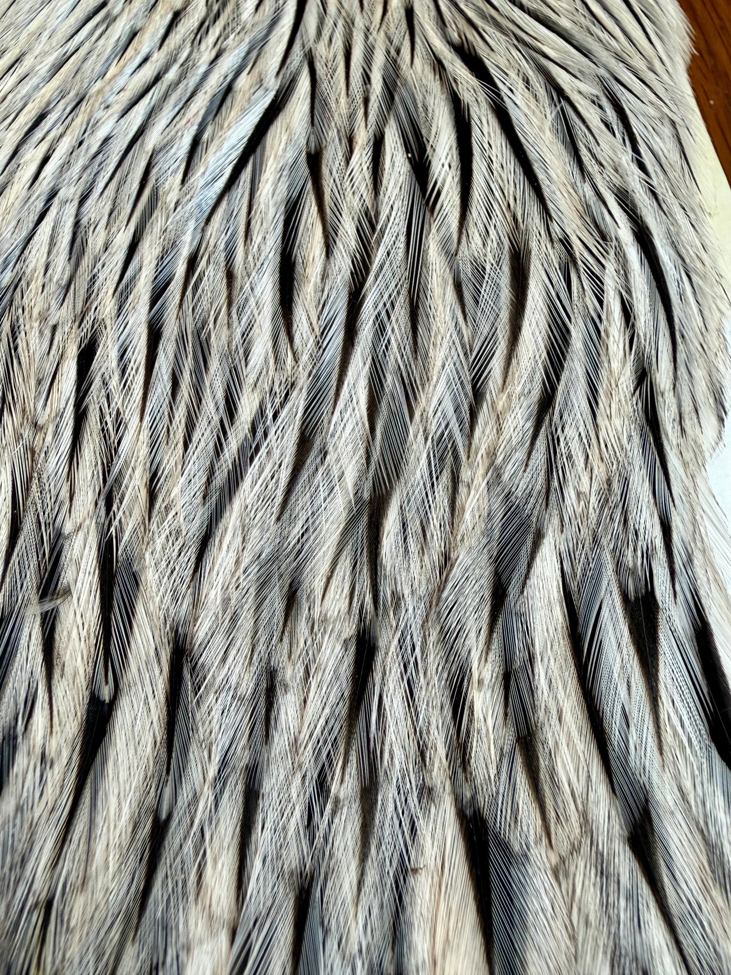 Whiting American Hackle Retail Grade Cape Silver Badger 567-SH-E-L