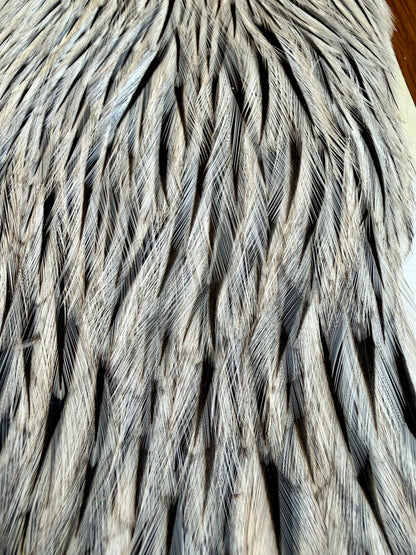 Whiting American Hackle Retail Grade Cape Silver Badger 567-SH-E-L