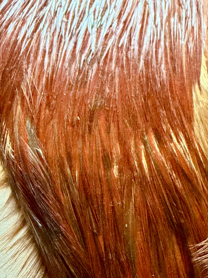 Wapsi Grade # 1 Cape, Natural Brown 481-SH-E-L