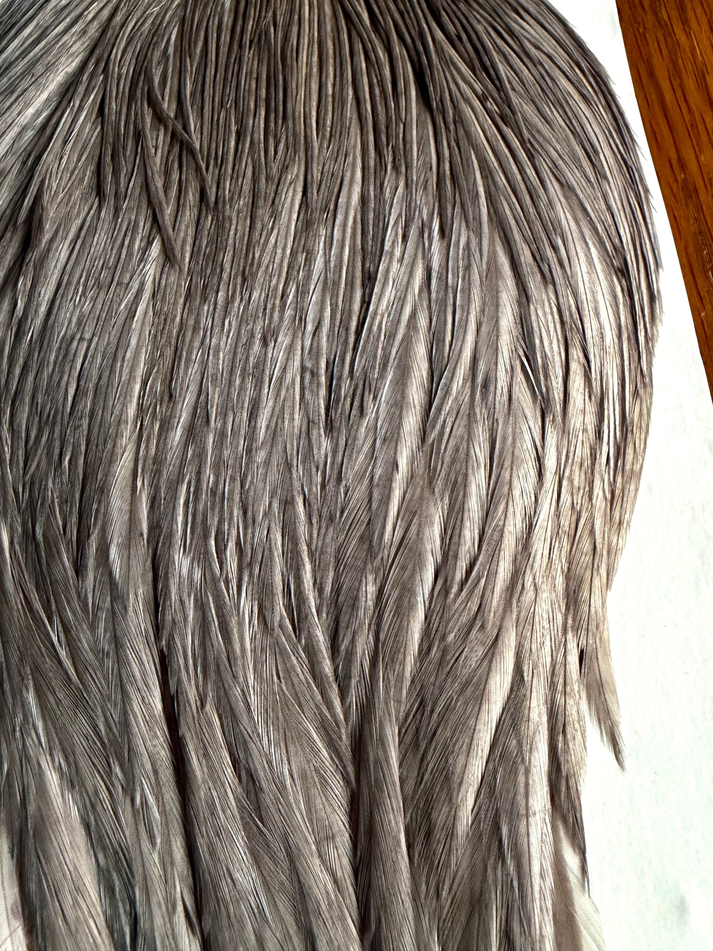 Hoffman Grade 2 Rooster Super Cape, Medium Grey Dun 473-SH-E-L