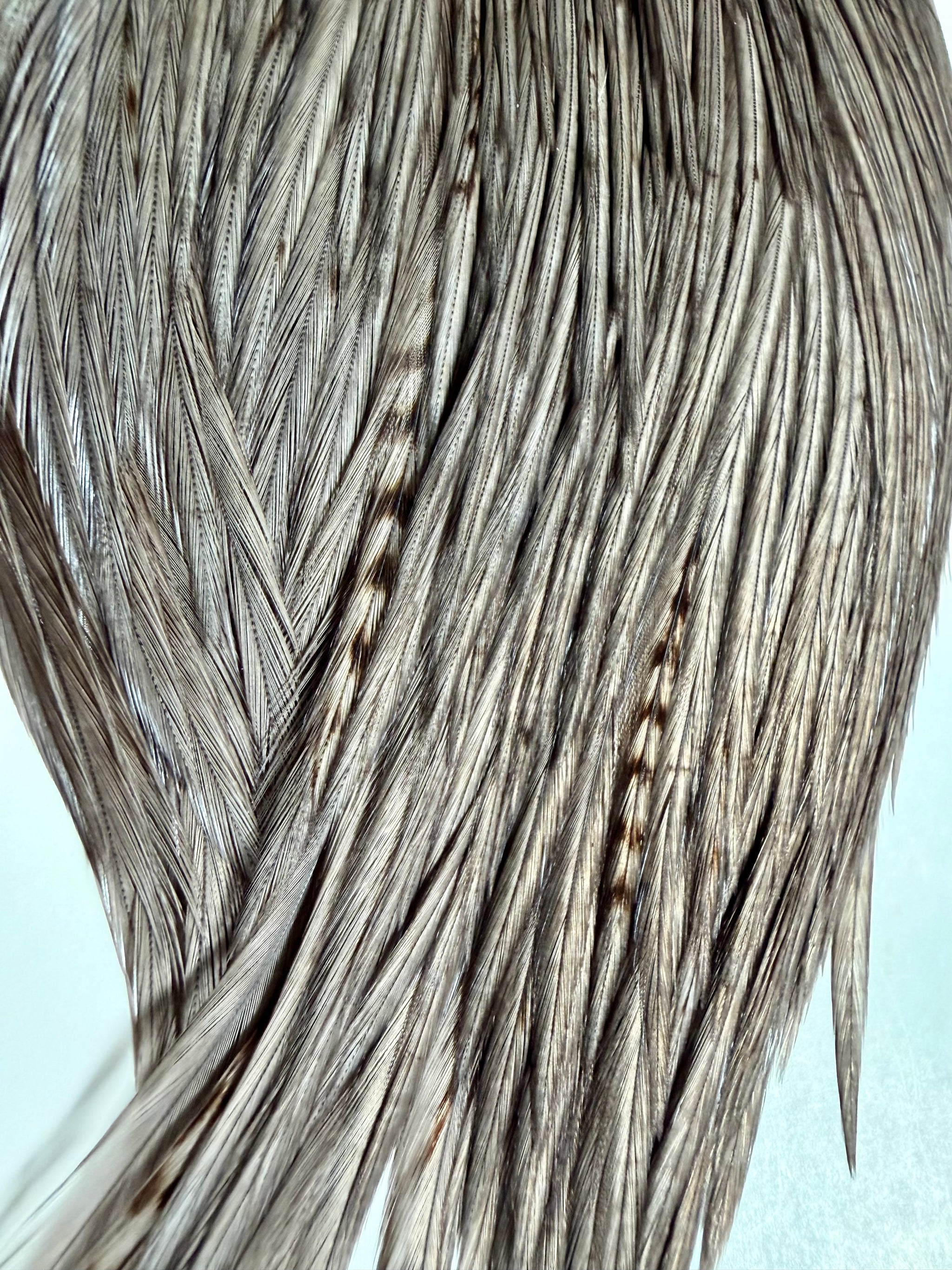 Whiting Farms Silver Grade Select Portion Cape Dark Dyed Dun 778-SH-E-L