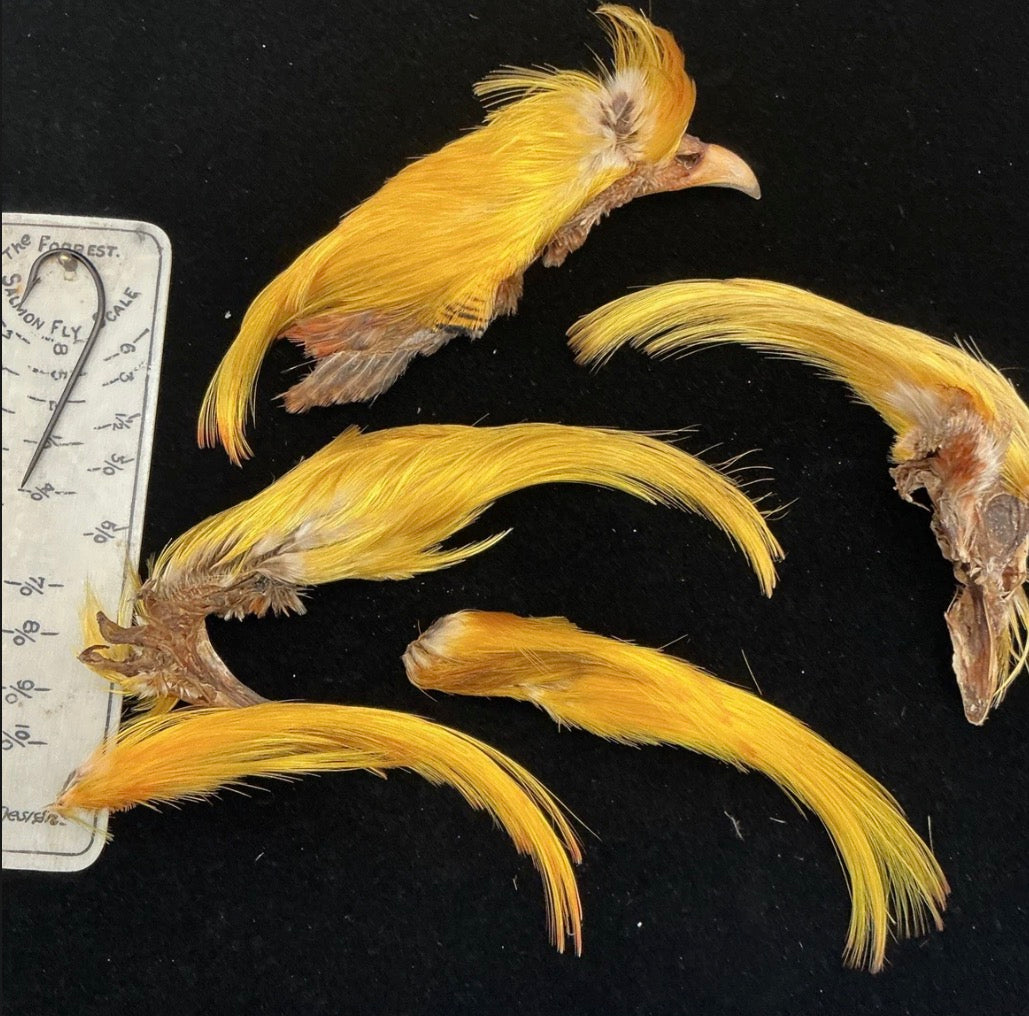 XL SELECT GOLDEN PHEASANT CREST FEATHERS FROM RONN LUCAS COLLECTION (5 CRESTS)