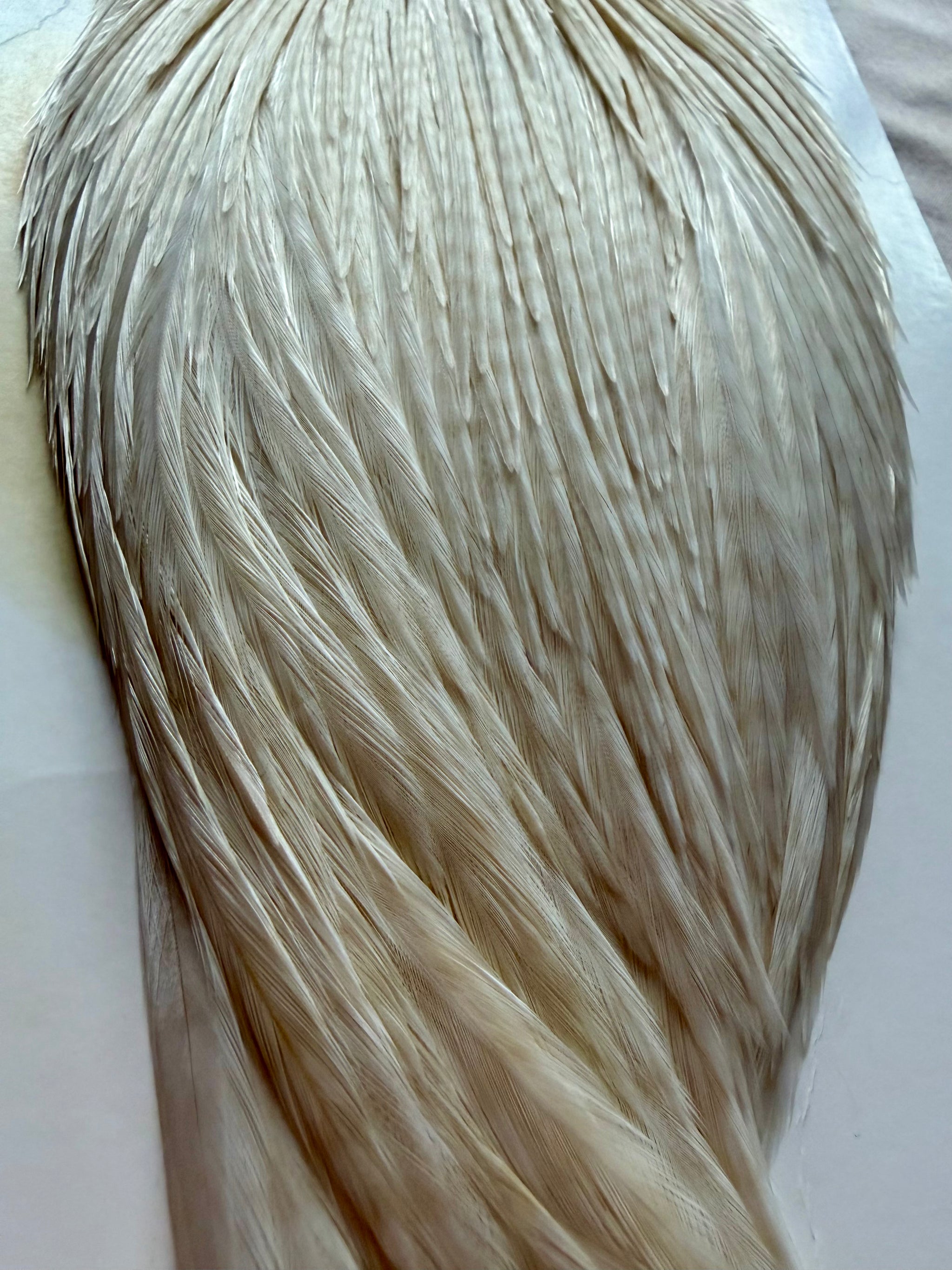 Whiting Farms Hoffman Rooster Cape Grade 1 - White 294-SH-E-L