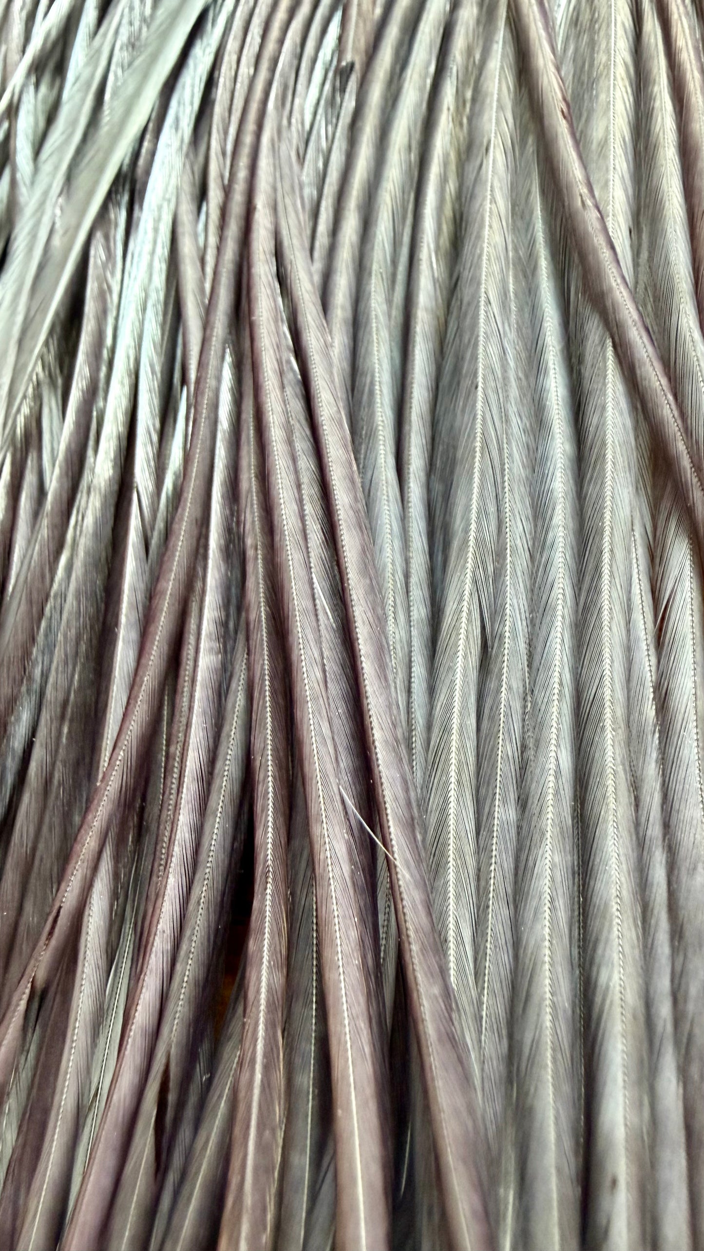 Whiting Half Cape Dark Dyed Dun 565-SH-E-L