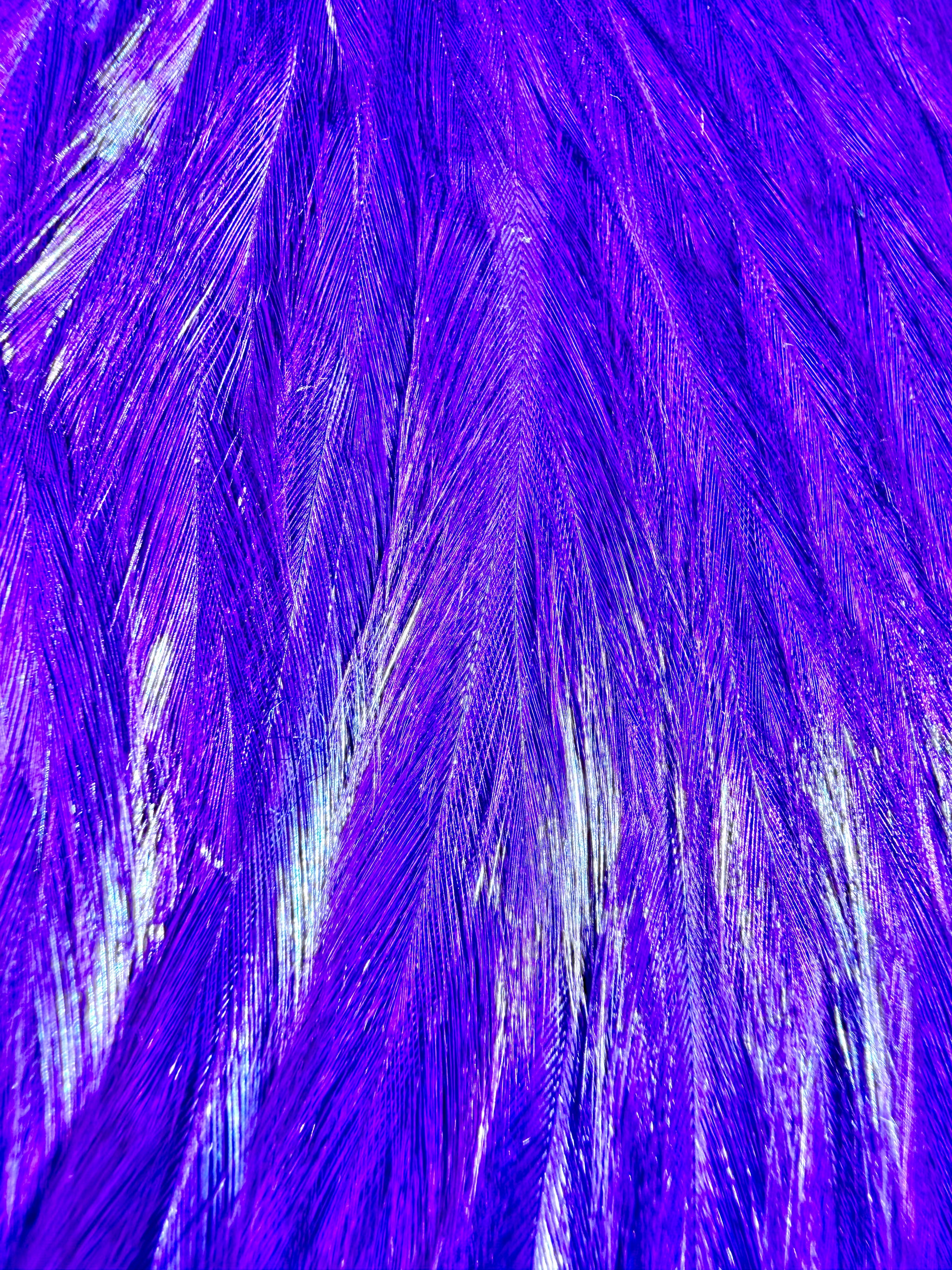 Rooster Cape Purple 697-SH-E-L