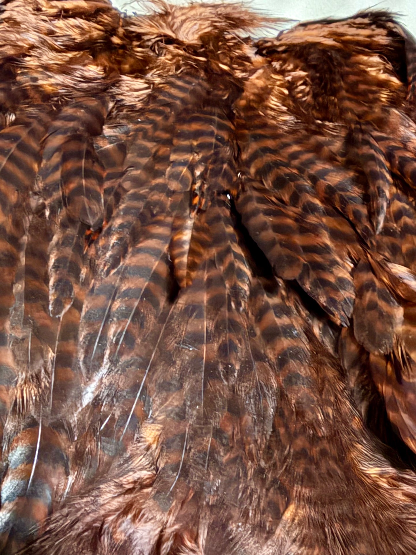 Whiting Farms Soft Hackle Brahma Hen Chickabou Pelt Grizzly dyed Coachman Brown 208-SH-E-L