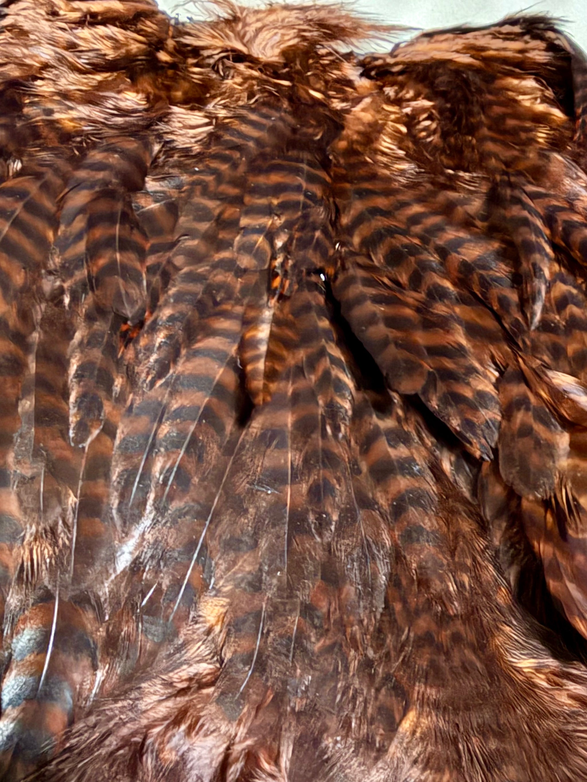 Whiting Farms Soft Hackle Brahma Hen Chickabou Pelt Grizzly dyed Coachman Brown 208-SH-E-L