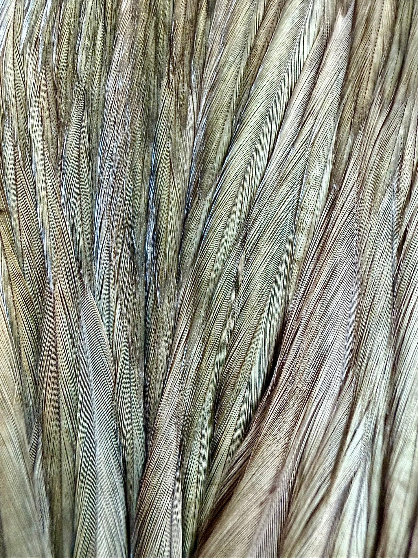 Whiting Gold Grade Rooster Cape Dark dyed Dun 635-SH-E-L