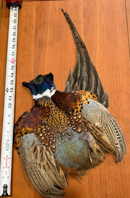 Full Pheasant Skin: Premium Fly Tying Feathers