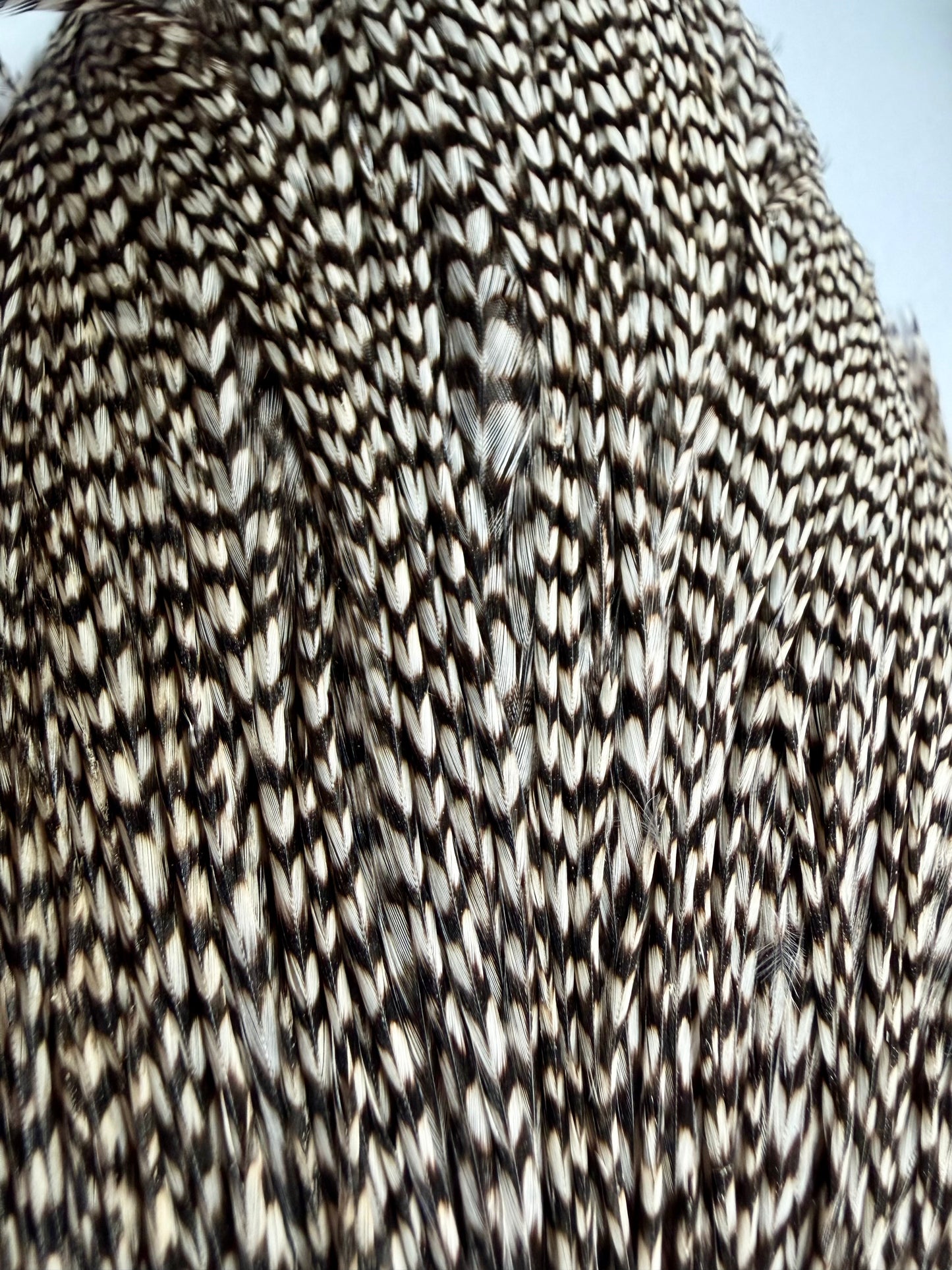 Collin’s Grade 1 Hackle Grizzly Cape And Hackle Set 739-SH-E-L