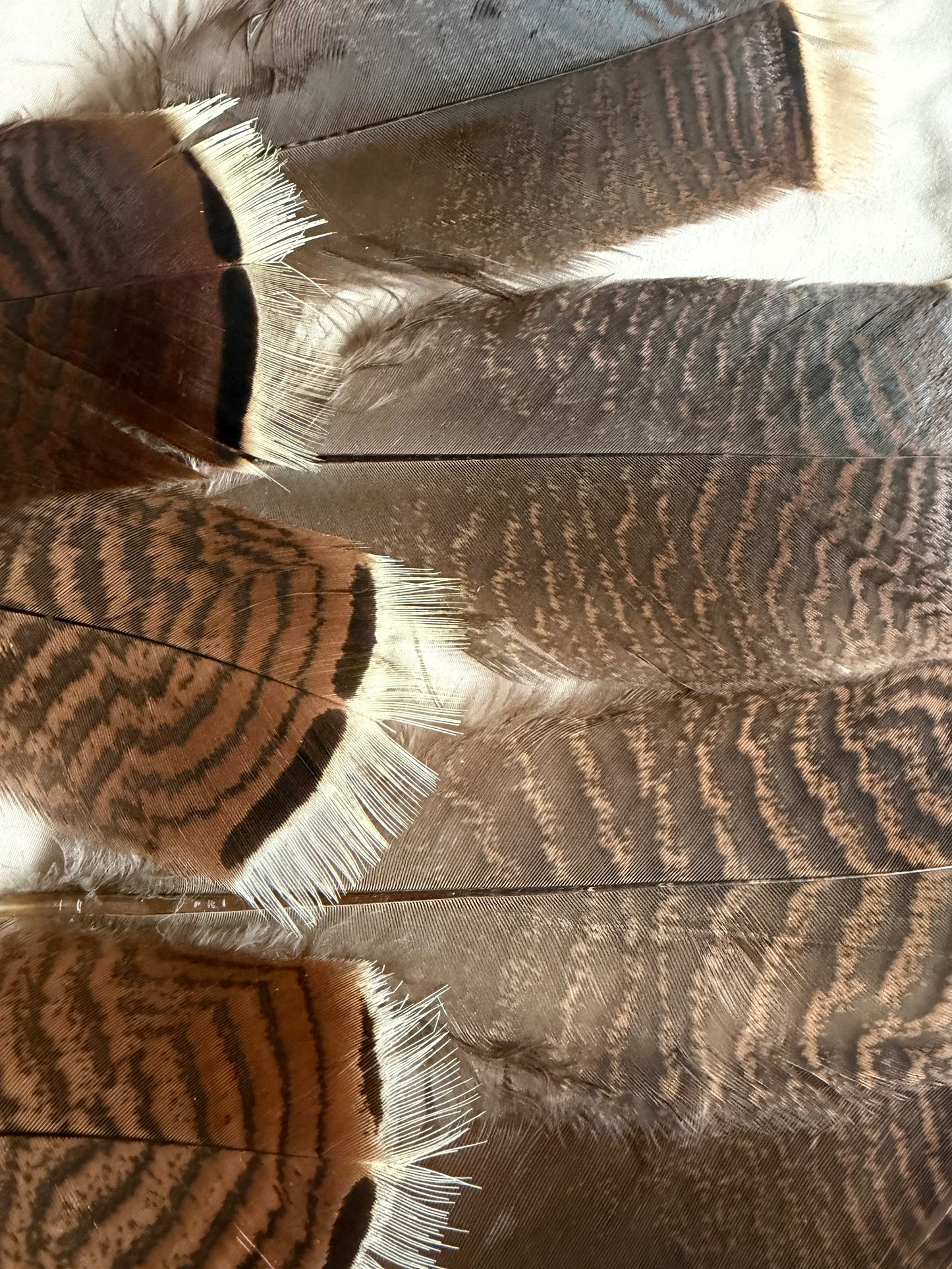 Donegal Turkey Feather Shorts (7 Total) Natural/Brown 378A-SH-E-L