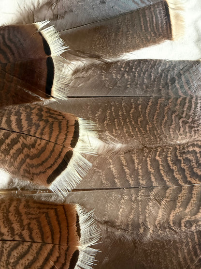 Donegal Turkey Feather Shorts (7 Total) Natural/Brown 378A-SH-E-L