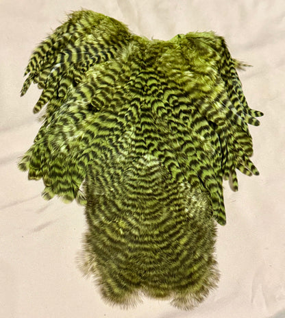 Whiting Farms Soft Hackle Brahma Hen Chickabou Pelt Grizzly dyed Olive 217-SH-E-L