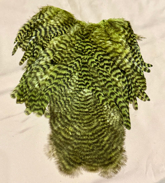 Whiting Farms Soft Hackle Brahma Hen Chickabou Pelt Grizzly dyed Olive 217-SH-E-L