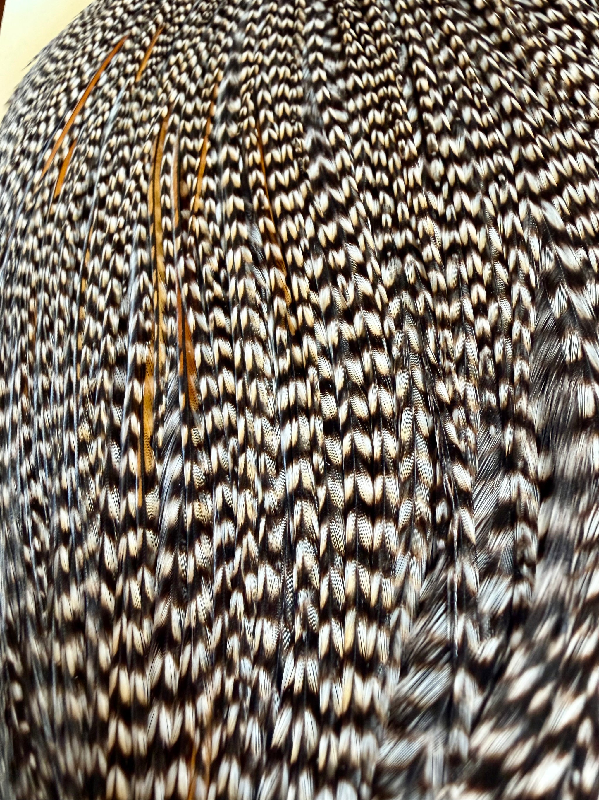 Whiting Farms Bronze Grade Cape CREE 786-SH-E-L