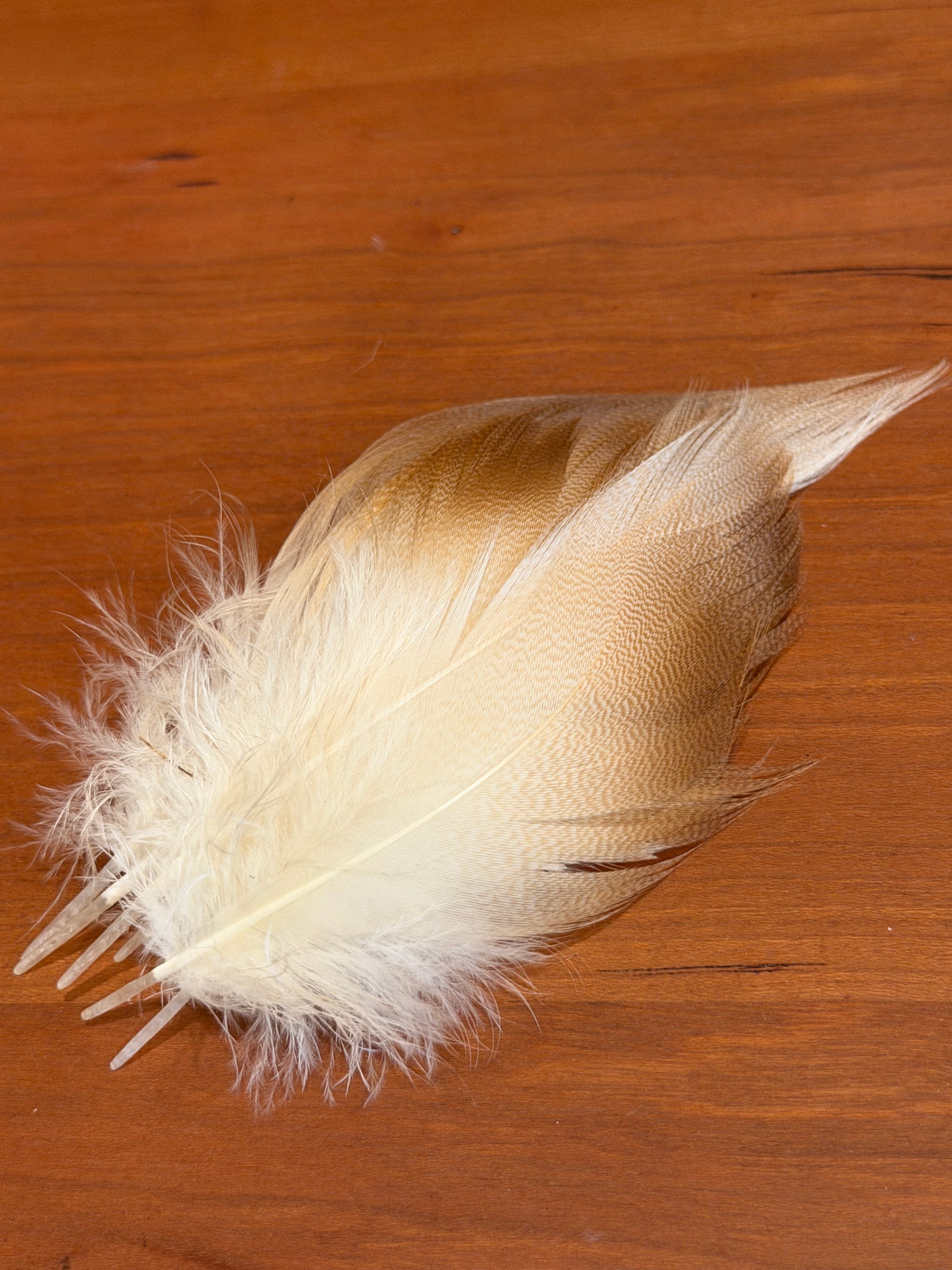 Spent Fly Fishing Bronze Mallard Flank