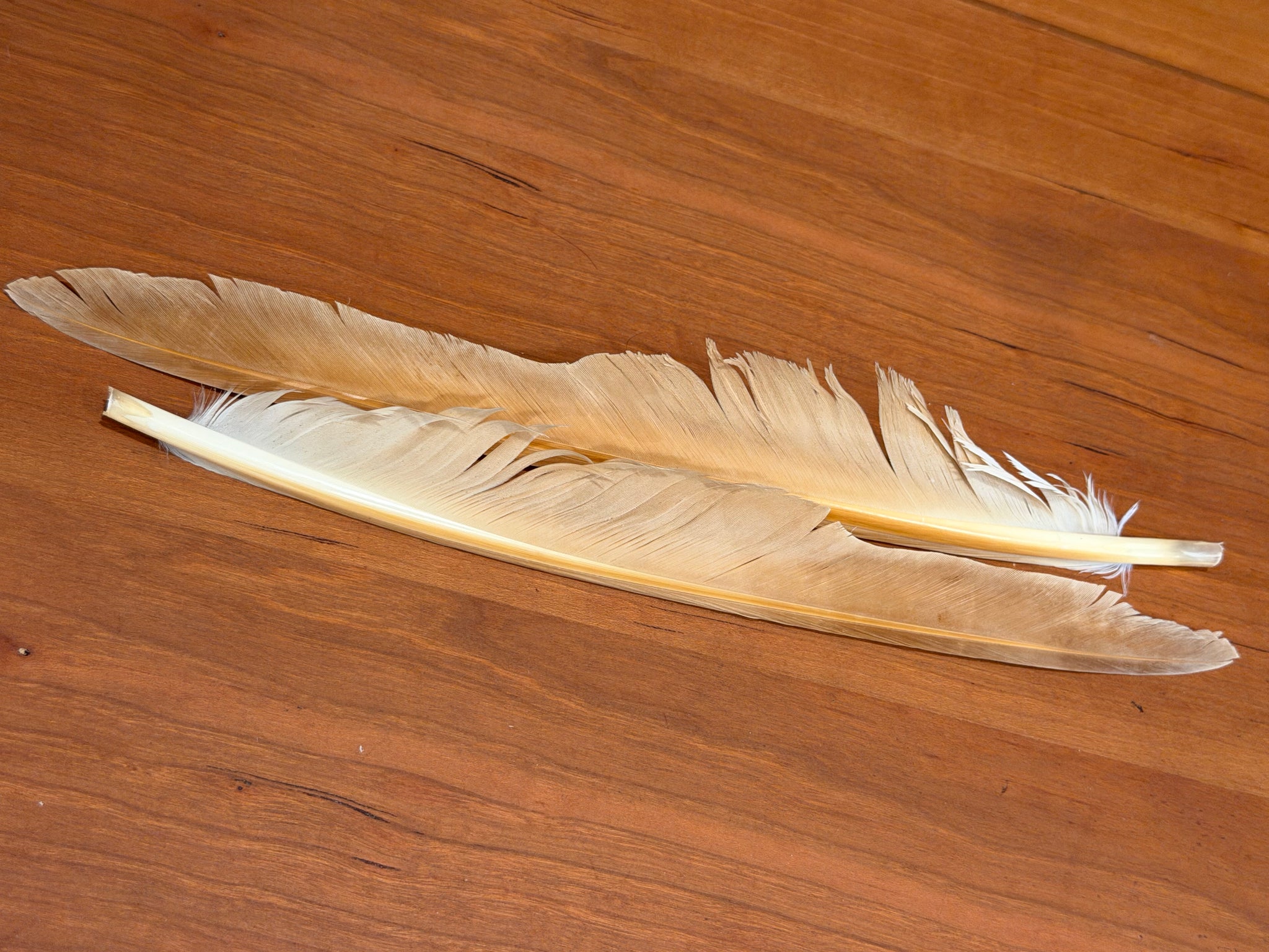 Spent Fly Fishing Canada Goose Biot Quills