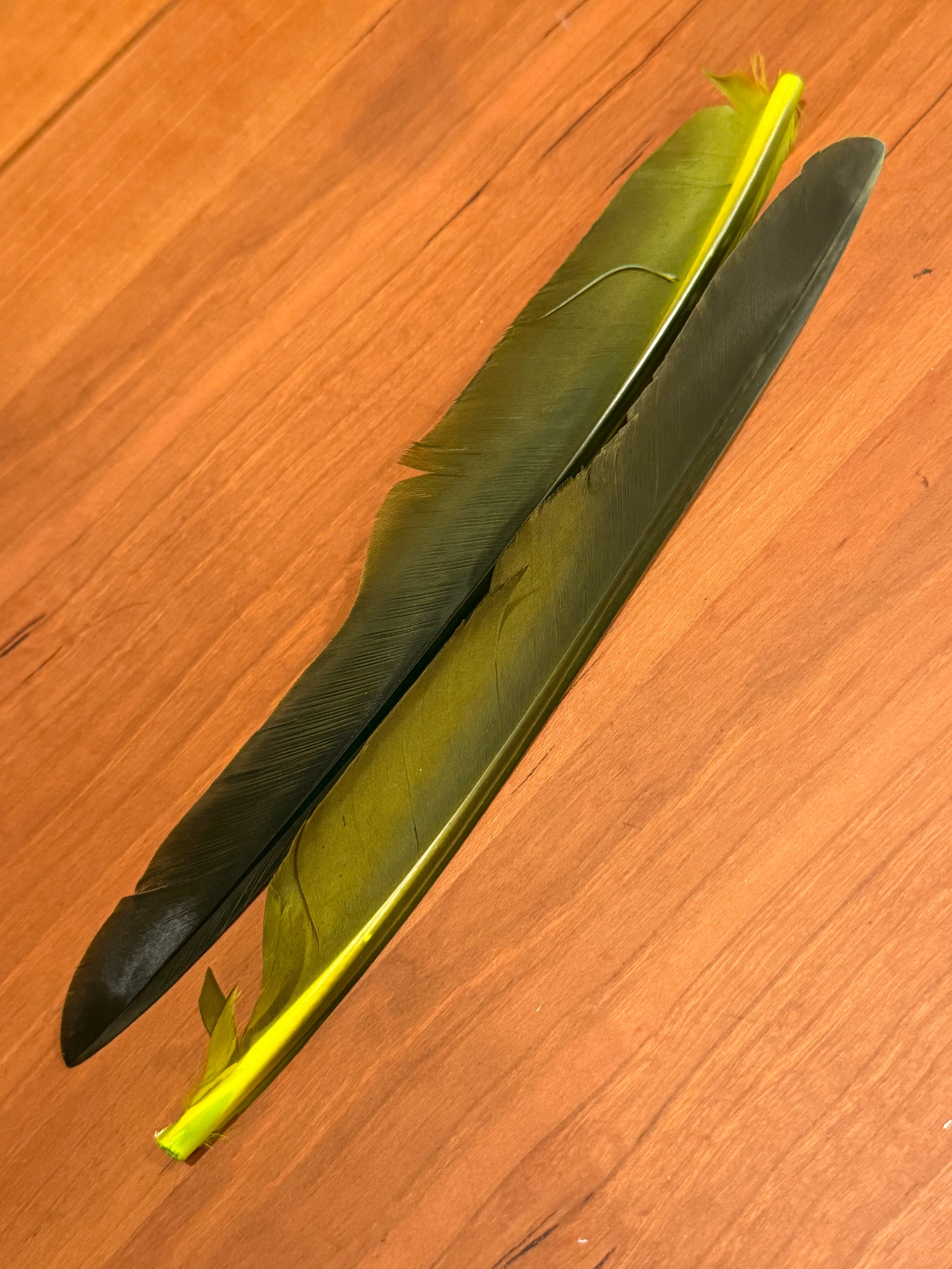 Spent Fly Fishing Canada Goose Biot Quills
