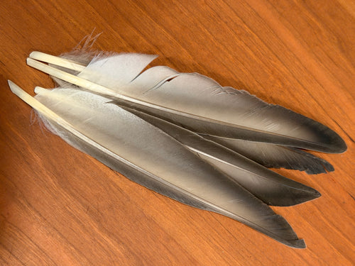 Spent Fly Fishing Duck Quills