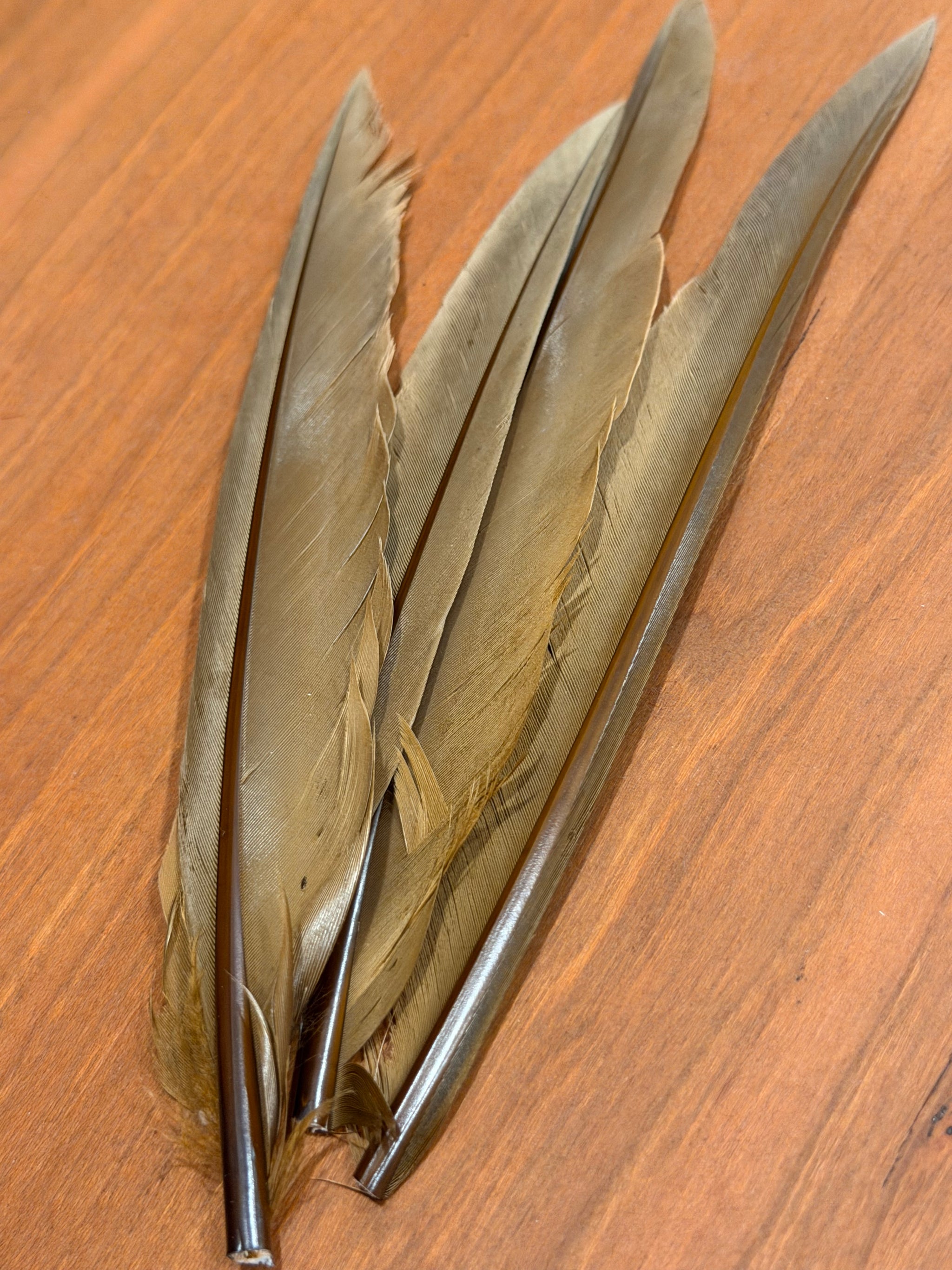 Spent Fly Fishing Duck Quills